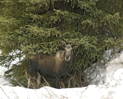Moose, Cow-042209-Soda Butte Creek, Cooke City, MT-#0174.jpg