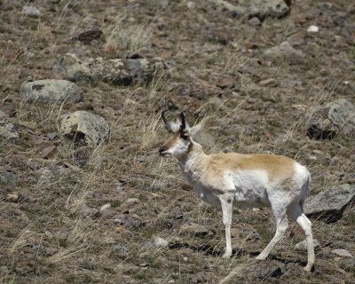 Antelope, Pronghorn-042109-Blacktail Plateau, YNP-#0549.jpg