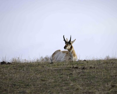 Antelope, Pronghorn-042309-Little America, YNP-#0001.jpg