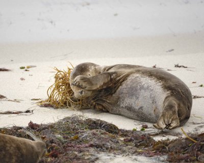 Seal, Harbor-050309-LaJolla, CA-#0084.jpg