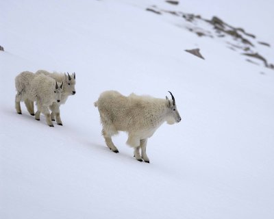 Goat, Mountain, 3-060509-Mt Evans Scenic Byway, CO-#0045.jpg