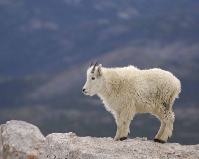 Goat, Mountain-060509-Mt Evans Scenic Byway, CO-#0023.jpg