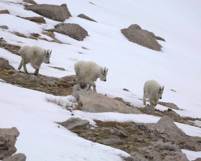 Goat, Mountain-060509-Mt Evans Scenic Byway, CO-#0032.jpg
