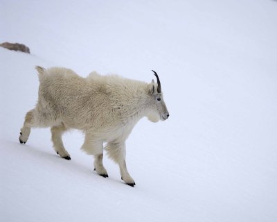 Goat, Mountain-060509-Mt Evans Scenic Byway, CO-#0038.jpg