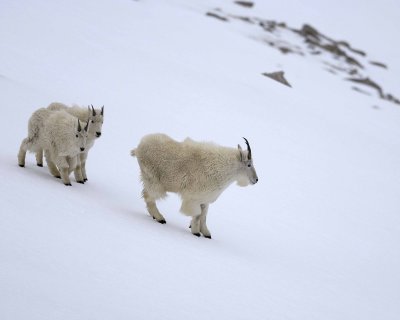 Goat, Mountain-060509-Mt Evans Scenic Byway, CO-#0046.jpg