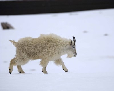 Goat, Mountain-060509-Mt Evans Scenic Byway, CO-#0053.jpg