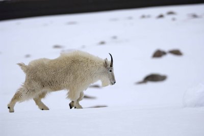 Goat, Mountain-060509-Mt Evans Scenic Byway, CO-#0055.jpg