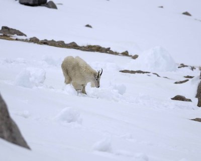Goat, Mountain-060509-Mt Evans Scenic Byway, CO-#0058.jpg