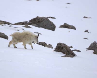 Goat, Mountain-060509-Mt Evans Scenic Byway, CO-#0067.jpg