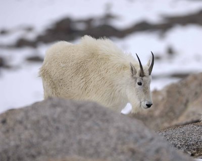 Goat, Mountain-060509-Mt Evans Scenic Byway, CO-#0082.jpg