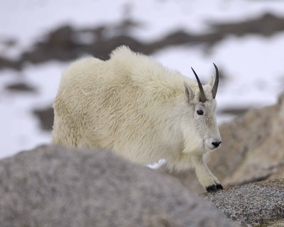 Goat, Mountain-060509-Mt Evans Scenic Byway, CO-#0083.jpg