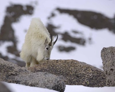 Goat, Mountain-060509-Mt Evans Scenic Byway, CO-#0089.jpg