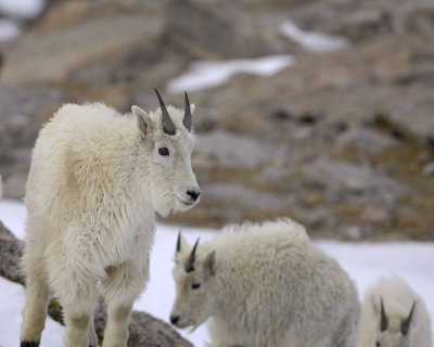 Goat, Mountain-060509-Mt Evans Scenic Byway, CO-#0098.jpg
