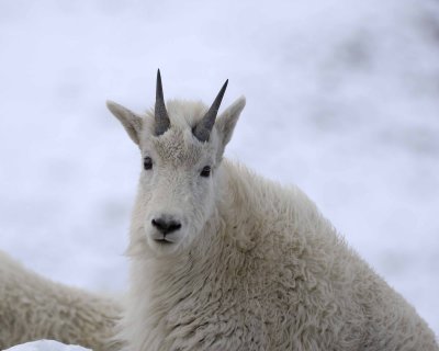Goat, Mountain-060509-Mt Evans Scenic Byway, CO-#0107.jpg