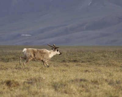 Caribou, Bull, young-062409-ANWR, Aichilik River, AK-#0180.jpg