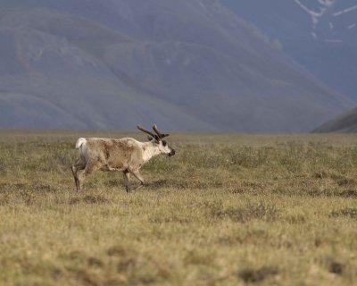 Caribou, Bull, young-062409-ANWR, Aichilik River, AK-#0185.jpg