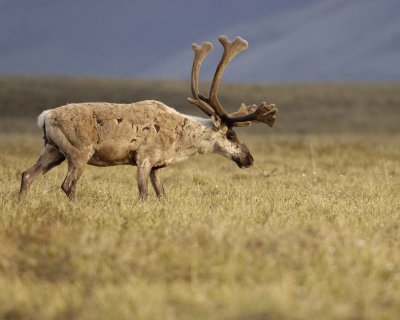 Caribou, Bull-062409-ANWR, Aichilik River, AK-#0165.jpg