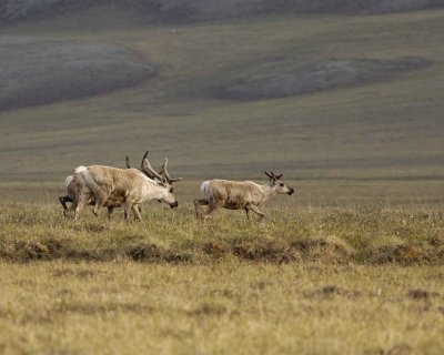 Caribou, Herd, on tundra-062409-ANWR, Aichilik River, AK-#0176.jpg