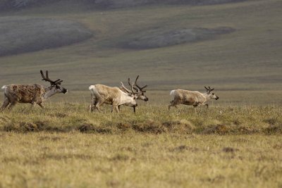 Caribou, Herd, on tundra-062409-ANWR, Aichilik River, AK-#0177.jpg