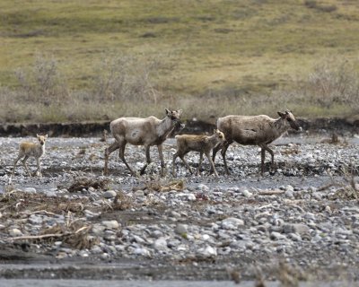 Caribou, 2 Cows & 2 Calves, crossing river-062509-ANWR, Aichilik River, AK-#0976.jpg