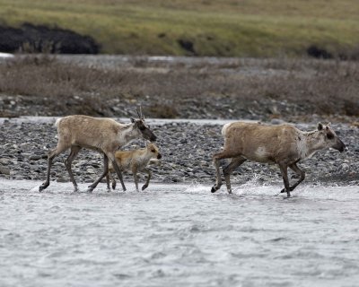 Caribou, 2 Cows & Calf, crossing river-062509-ANWR, Aichilik River, AK-#0478.jpg