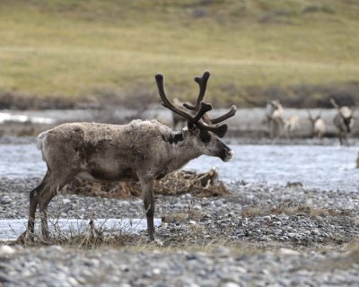 Caribou, Bull, crossing river-062509-ANWR, Aichilik River, AK-#0965.jpg