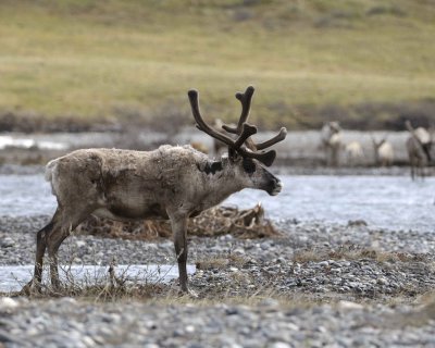 Caribou, Bull, crossing river-062509-ANWR, Aichilik River, AK-#0966.jpg