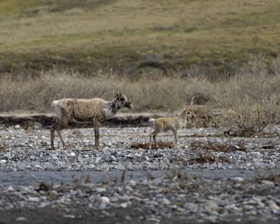 Caribou, Cow & Calf, crossing river-062509-ANWR, Aichilik River, AK-#0917.jpg