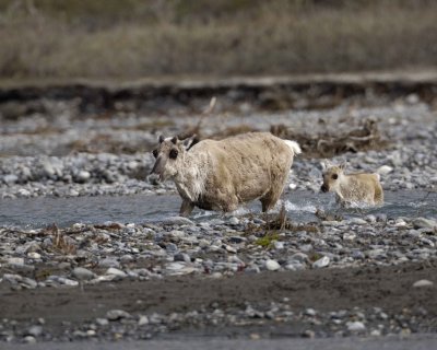 Caribou, Cow & Calf, crossing river-062509-ANWR, Aichilik River, AK-#0977.jpg