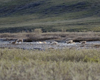 Caribou, Herd, crossing river-062509-ANWR, Aichilik River, AK-#0036.jpg