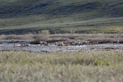 Caribou, Herd, crossing river-062509-ANWR, Aichilik River, AK-#0041.jpg