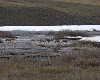 Caribou, Herd, crossing river-062509-ANWR, Aichilik River, AK-#0115.jpg