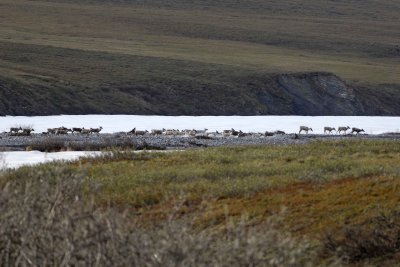 Caribou, Herd, crossing river-062509-ANWR, Aichilik River, AK-#0233.jpg