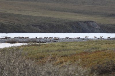 Caribou, Herd, crossing river-062509-ANWR, Aichilik River, AK-#0235.jpg