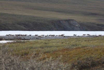 Caribou, Herd, crossing river-062509-ANWR, Aichilik River, AK-#0239.jpg
