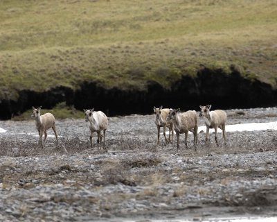 Caribou, Herd, crossing river-062509-ANWR, Aichilik River, AK-#0263.jpg