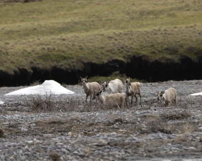 Caribou, Herd, crossing river-062509-ANWR, Aichilik River, AK-#0264.jpg