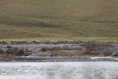 Caribou, Herd, crossing river-062509-ANWR, Aichilik River, AK-#0278.jpg