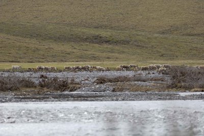 Caribou, Herd, crossing river-062509-ANWR, Aichilik River, AK-#0281.jpg