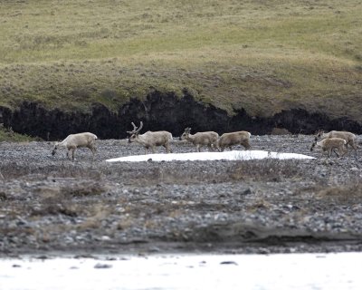Caribou, Herd, crossing river-062509-ANWR, Aichilik River, AK-#0313.jpg