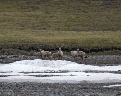 Caribou, Herd, crossing river-062509-ANWR, Aichilik River, AK-#0332.jpg