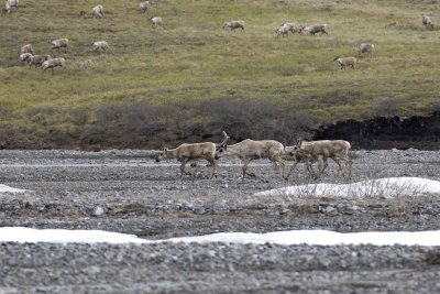 Caribou, Herd, crossing river-062509-ANWR, Aichilik River, AK-#0336.jpg