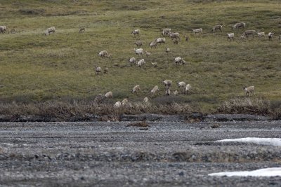 Caribou, Herd, crossing river-062509-ANWR, Aichilik River, AK-#0338.jpg