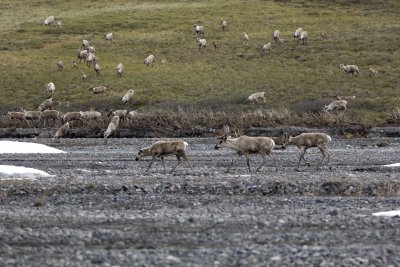 Caribou, Herd, crossing river-062509-ANWR, Aichilik River, AK-#0340.jpg