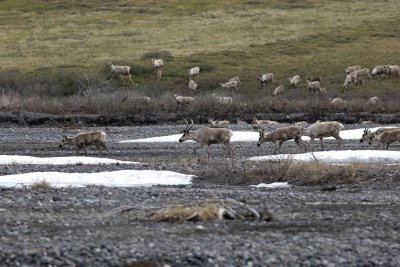 Caribou, Herd, crossing river-062509-ANWR, Aichilik River, AK-#0344.jpg