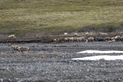 Caribou, Herd, crossing river-062509-ANWR, Aichilik River, AK-#0348.jpg