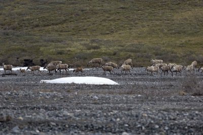 Caribou, Herd, crossing river-062509-ANWR, Aichilik River, AK-#0359.jpg