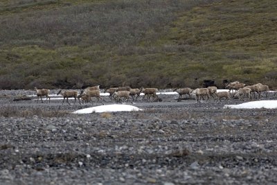 Caribou, Herd, crossing river-062509-ANWR, Aichilik River, AK-#0361.jpg