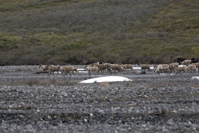 Caribou, Herd, crossing river-062509-ANWR, Aichilik River, AK-#0362.jpg