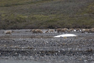 Caribou, Herd, crossing river-062509-ANWR, Aichilik River, AK-#0363.jpg